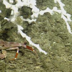 A closer look at the white coral and a friend.