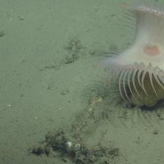 Venus flytrap anemone