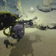 The Beast camera taking coral images