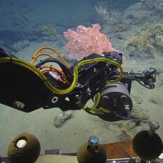 Coral Imaging, View of Core Sample