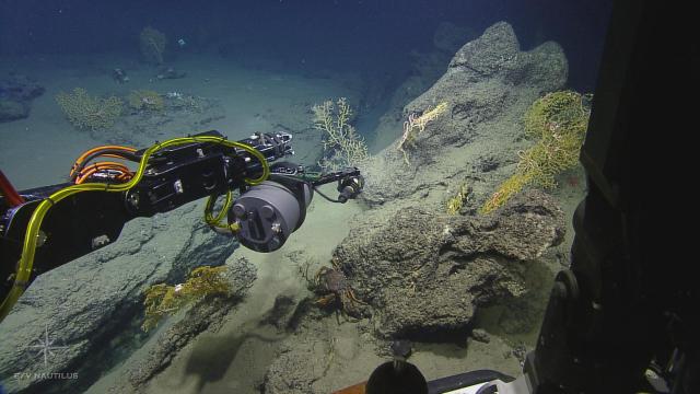 Coral Community Imaging