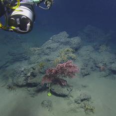 Imaging a Pink Coral with Marker