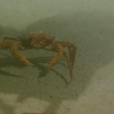 Angry Crab