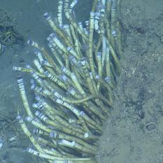 Tube Worms