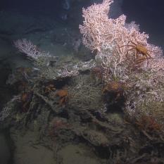 The crabs are hanging out on the coral