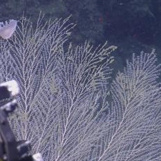 Sea slug on the coral