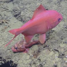 Two brightly colored fish