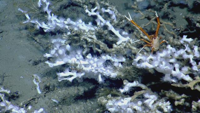 Close up of the coral polyps and a crustacean