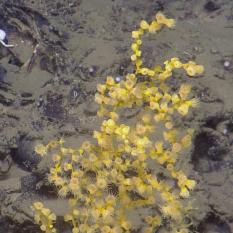 Corals of different types