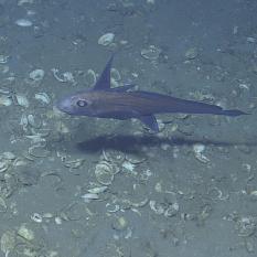 Chimera fish swimming over the bivalves