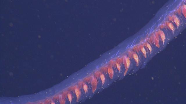 Siphonophore close-up