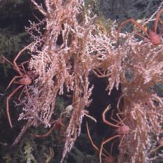 Squat lobster on coral