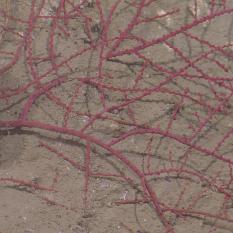 Coral with the polyps retracted