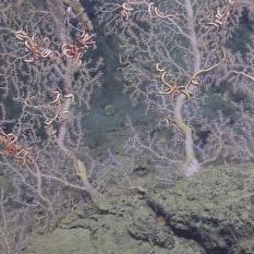 Corals with their associate brittle star