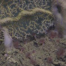 The "trunk" of a Large Coral