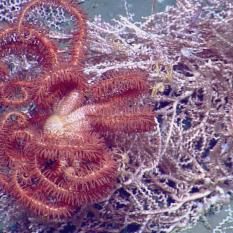 Basket Star