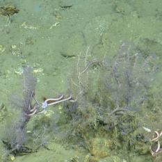 Brittle star bridge