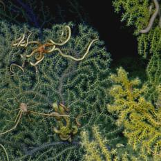 A collection of corals, squat lobster, and brittle star