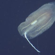 Comb jelly