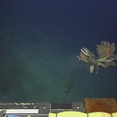 Collecting coral samples and stowing 