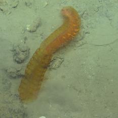 Orange siphonophore