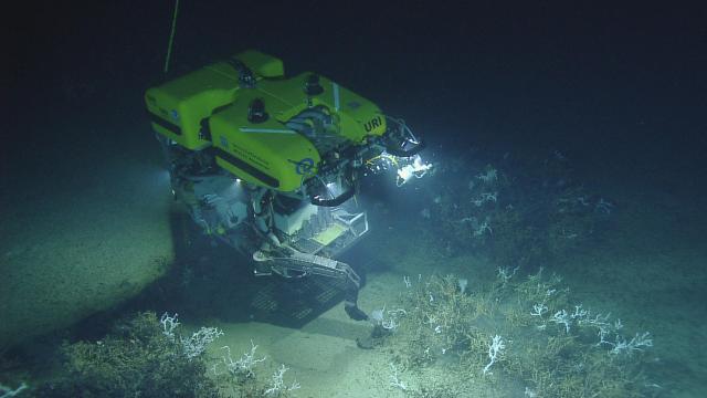 Hercules working with the corals