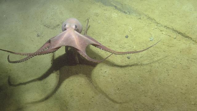 Octopus on the sea floor