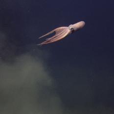 Octopus swimming away