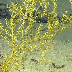 Coral being imaged