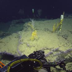 Corals being imaged