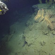 Preparing to photograph a coral