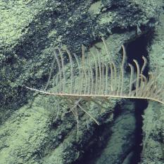 Lone coral on the cliff