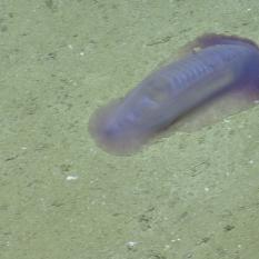 Purple sea cucumber