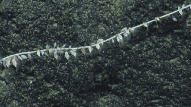 Bamboo coral with barnacles