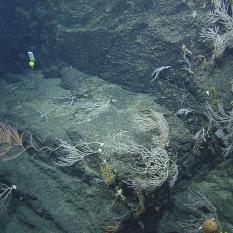 Corals on the cliff