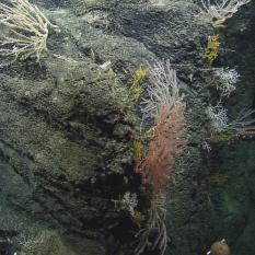 Hercules sampled some of the corals on the cliff