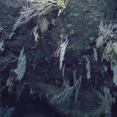 Diversity of cliff coral