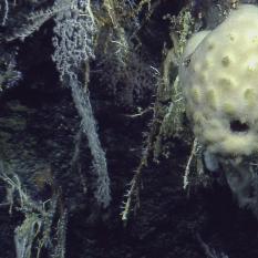 Sponge and coral on the cliff