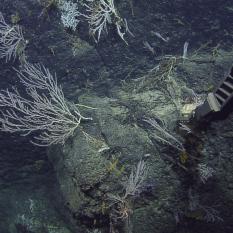 Some of the cliff corals are being sampled