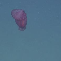 Sea cucumber swimming in the water column