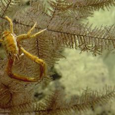 A close-up of the coral and associate