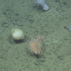 Sea anemone and coral