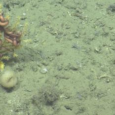 This coral is covered with brittle star