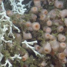 Coral and closed-up anemone