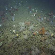 Colors across the sea floor