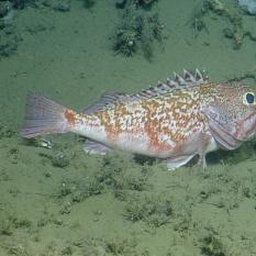 Black-bellied rose fish