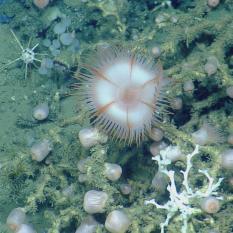 A close-up of an anemone