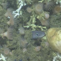 Fish sticking its head out