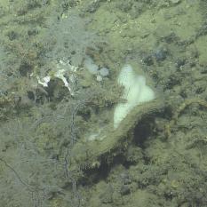 Black coral and elephant ear sponge