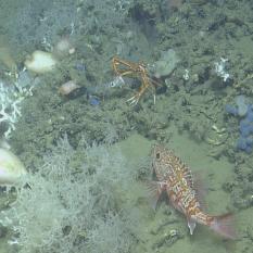 Two squat lobster, a dead squid, and a fish